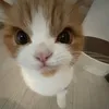 khovenucuoi.o0