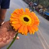 othoi_hosna