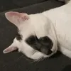 sisibleu