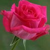 nosheenzahid38