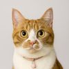 nanathemixdomcat