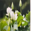 nhuthao123450