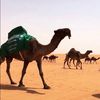 مشهور ✨💫