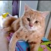 meong_jago_kandang