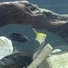 fishlover616