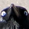 quackeryinc