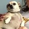 loretta_the_doggy