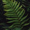 parathelypteris_simulata