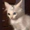 taylor_2020_17