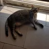 lusgrito