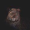 quilli_89