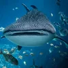 marine.biology332