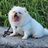 ngoc_ngan135