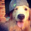 fuzzpot