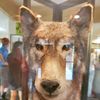 wolfy1aa