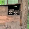 whisperingwoodsrescue