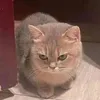 iamnottram