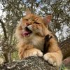 theadventuresofjupiter
