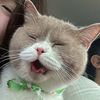หมูยี