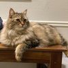 beverly_thesiberian