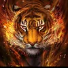 tigeren19