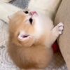 Kitty Cutie