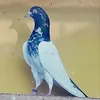 faisalawan033