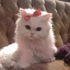 prettypinklolita