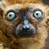 thewildlemur