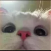 .mispulin