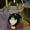 oliverrthecatt
