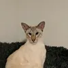 squirtneyspears