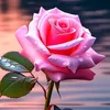 soranjalal488