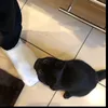 chanel_my_cat
