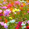 wildflowers0802