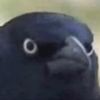 crow6611