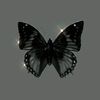blue.butterfly0