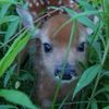 mydeerangel2.0