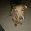 tthiagb
