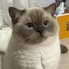 cinnamon_rdc