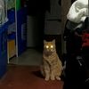 shadowkitten1322