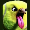 igorkruti