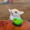 nndt_262