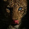 liz._066