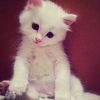 tysmm_ssry