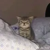 hiba_32