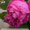 um_areej