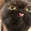 mittensthemousekiller
