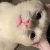 ahshsgdfkjajh