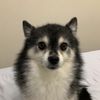 ddoggy_99
